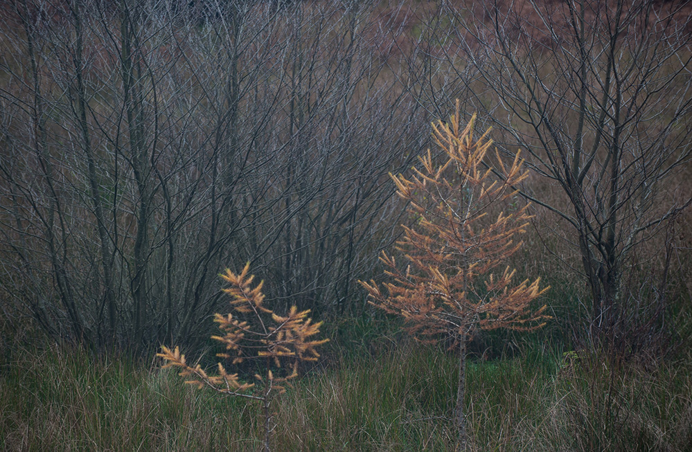 Autumn Golden Spruce, Bolderwood 1